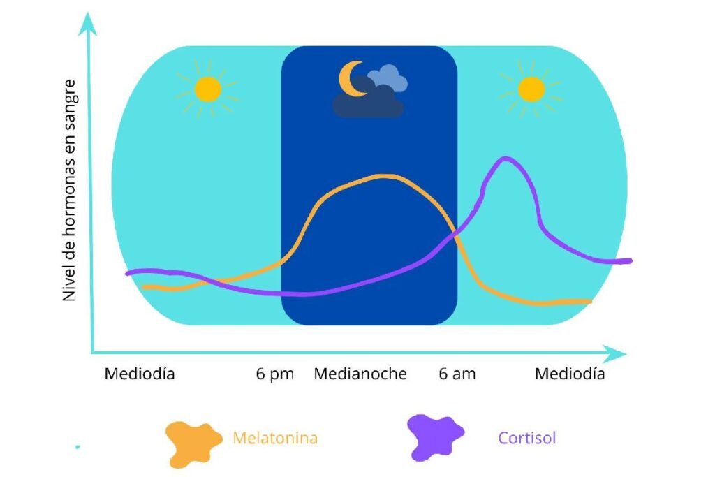 Respetar tus ciclos naturales de cortisol y melatonina ayuda a regular tus biorritmos.